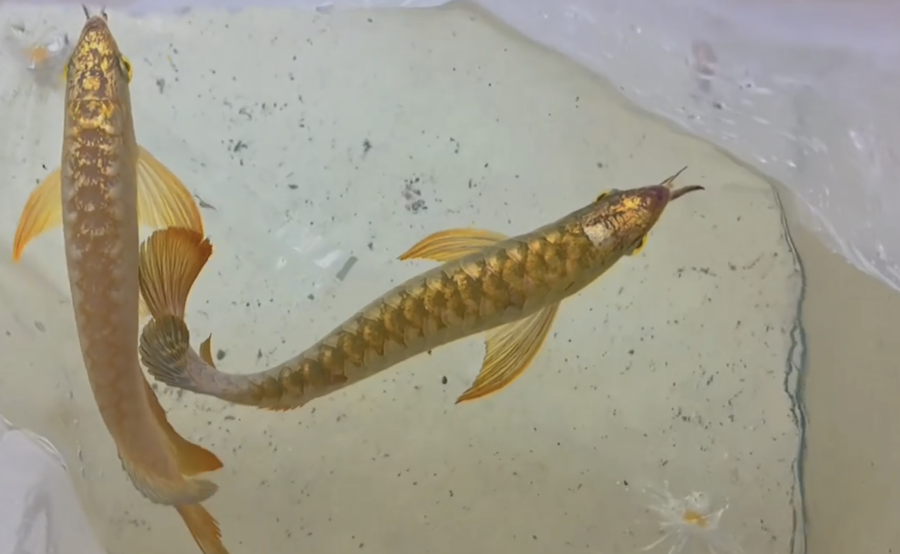 Kim Long Quá Bối Đầu Vàng